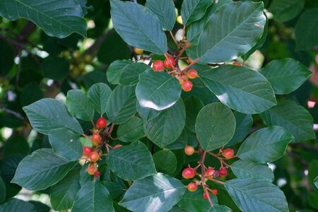 Frangula alnus = Rhamnus frangula 175-200 cm cont. 25L - afbeelding 1