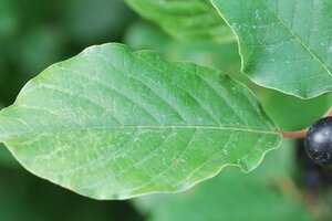Frangula alnus = Rhamnus frangula 175-200 cm cont. 25L - afbeelding 5