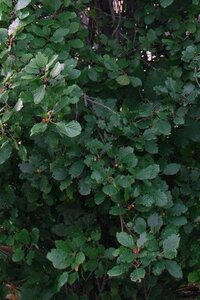 Frangula alnus = Rhamnus frangula 60-80 cm cont. 3,0L - afbeelding 2