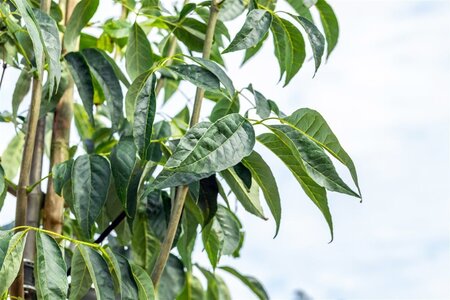 Fraxinus amer. 'Autumn Purple' 10-12 Hoogstam wortelgoed - afbeelding 2