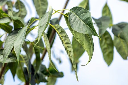 Fraxinus amer. 'Autumn Purple' 12-14 Hoogstam wortelgoed 2 X verplant - afbeelding 3