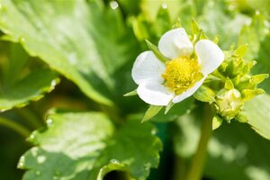 Fragaria a. 'Elsanta' geen maat specificatie 0,55L/P9cm