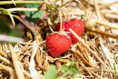 Fragaria a. 'Elsanta' geen maat specificatie 0,55L/P9cm - afbeelding 2