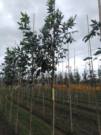 Fraxinus americana 6-8 Hoogstam wortelgoed