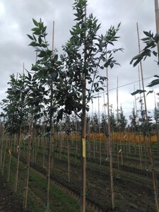 Fraxinus americana 6-8 Hoogstam wortelgoed