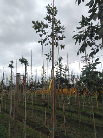 Fraxinus americana 8-10 Hoogstam wortelgoed