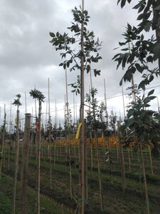 Fraxinus americana 8-10 STA4 BR