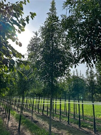 Fraxinus ang. 'Raywood' 12-14 Hoogstam draadkluit 2 X verplant - afbeelding 1