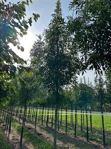 Fraxinus ang. 'Raywood' 12-14 Hoogstam draadkluit 2 X verplant