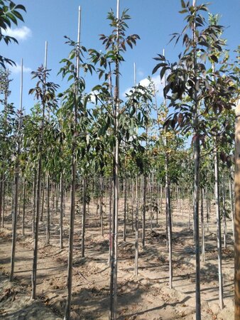 Fraxinus amer. 'Skyline' 10-12 Hoogstam wortelgoed - afbeelding 3