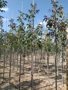 Fraxinus amer. 'Skyline' 10-12 Hoogstam wortelgoed - afbeelding 3