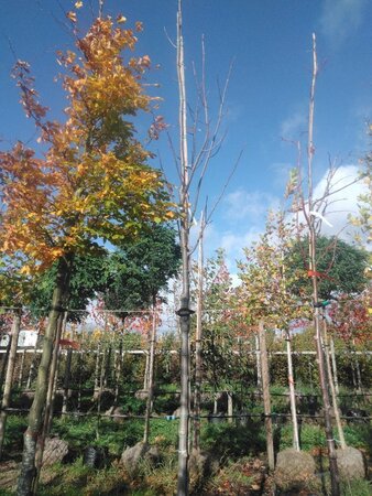 Fraxinus amer. 'Skyline' 12-14 STA WRB 2 X V - image 3