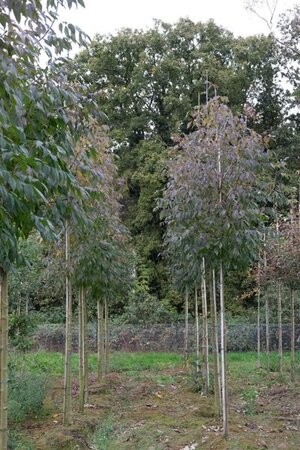 Fraxinus amer. 'Skyline' 14-16 Hoogstam draadkluit - afbeelding 3