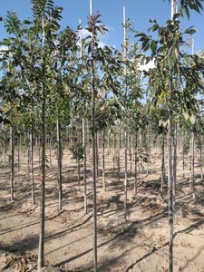 Fraxinus amer. 'Skyline' 6-8 Hoogstam wortelgoed - afbeelding 3