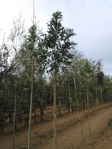 Fraxinus e. 'Altena' 10-12 Hoogstam wortelgoed - afbeelding 5