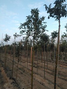 Fraxinus e. 'Altena' 10-12 Hoogstam wortelgoed - afbeelding 4