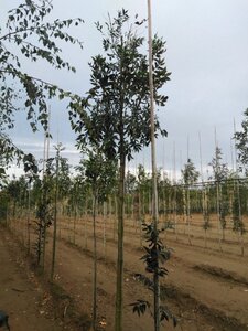 Fraxinus e. 'Altena' 14-16 Hoogstam draadkluit 2 X verplant - afbeelding 4