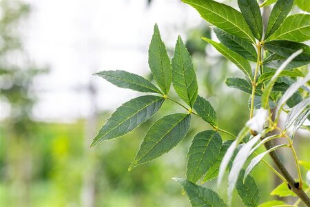 Fraxinus e. 'Altena' 14-16 Hoogstam draadkluit 2 X verplant - afbeelding 3