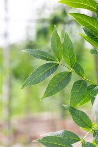 Fraxinus e. 'Altena' 16-18 Hoogstam wortelgoed 3 X verplant