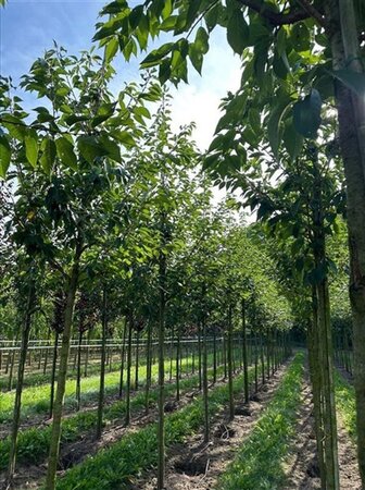 Fraxinus e. 'Altena' 18-20 Hoogstam draadkluit 3 X verplant - afbeelding 4