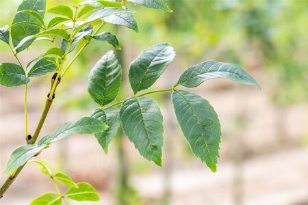 Fraxinus e. 'Altena' 18-20 Hoogstam draadkluit 3 X verplant - afbeelding 3