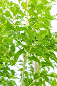 Fraxinus e. 'Westhof's Glorie' 12-14 Hoogstam draadkluit 2 X verplant - afbeelding 2