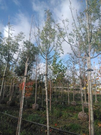 Fraxinus e. 'Westhof's Glorie' 12-14 Hoogstam draadkluit 2 X verplant - afbeelding 5