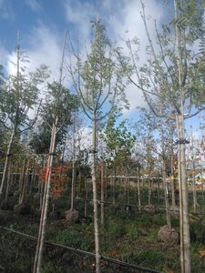 Fraxinus e. 'Westhof's Glorie' 12-14 Hoogstam draadkluit 2 X verplant - afbeelding 5