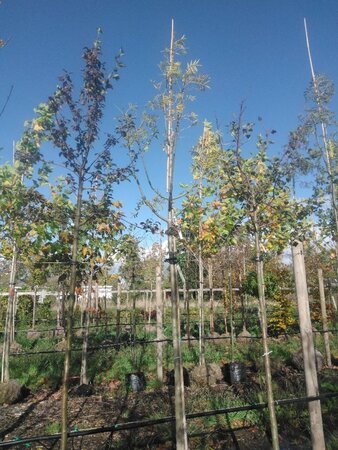 Fraxinus e. 'Westhof's Glorie' 12-14 Hoogstam draadkluit 2 X verplant - afbeelding 6