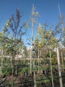 Fraxinus e. 'Westhof's Glorie' 12-14 Hoogstam draadkluit 2 X verplant - afbeelding 6