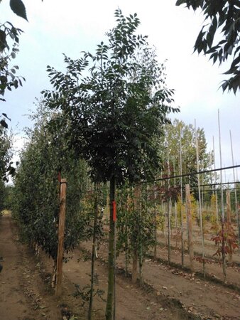 Fraxinus e. 'Westhof's Glorie' 14-16 Hoogstam draadkluit 2 X verplant - afbeelding 5
