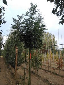 Fraxinus e. 'Westhof's Glorie' 14-16 STA WRB 2 X V - image 5