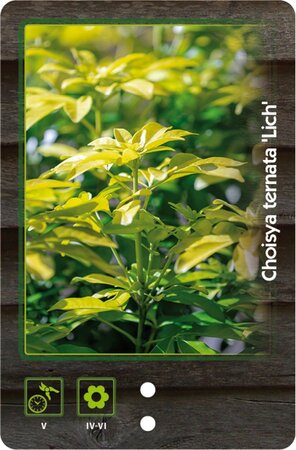 Fraxinus e. 'Westhof's Glorie' 8-10 Hoogstam wortelgoed - afbeelding 6