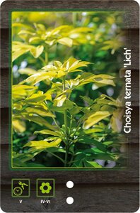 Fraxinus e. 'Westhof's Glorie' 8-10 Hoogstam wortelgoed - afbeelding 6