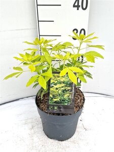 Fraxinus e. 'Westhof's Glorie' 8-10 Hoogstam wortelgoed - afbeelding 7