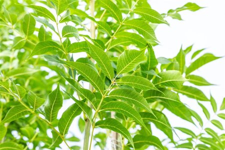 Fraxinus e. 'Westhof's Glorie' 8-10 Hoogstam wortelgoed - afbeelding 4