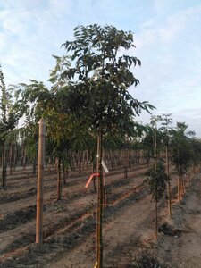 Fraxinus e. 'Westhof's Glorie' 8-10 Hoogstam wortelgoed - afbeelding 5