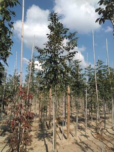 Fraxinus excelsior 12-14 Hoogstam wortelgoed 2 X verplant