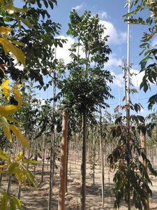 Fraxinus excelsior 14-16 Hoogstam wortelgoed 2 X verplant