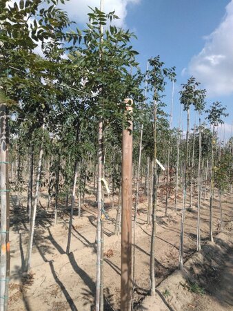 Fraxinus excelsior 6-8 Hoogstam wortelgoed - afbeelding 1