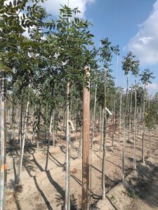 Fraxinus excelsior 6-8 Hoogstam wortelgoed