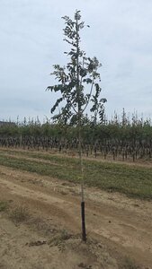 Fraxinus excelsior 8-10 Hoogstam wortelgoed