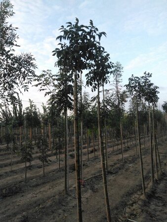 Fraxinus o. 'Mecsek' 10-12 Hoogstam wortelgoed