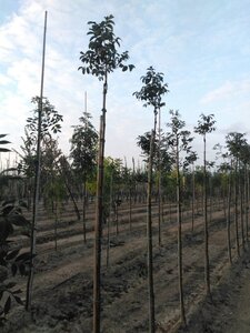 Fraxinus o. 'Mecsek' 6-8 Hoogstam wortelgoed