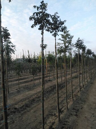 Fraxinus o. 'Mecsek' 8-10 Hoogstam wortelgoed