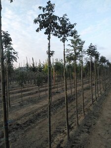 Fraxinus o. 'Mecsek' 8-10 Hoogstam wortelgoed