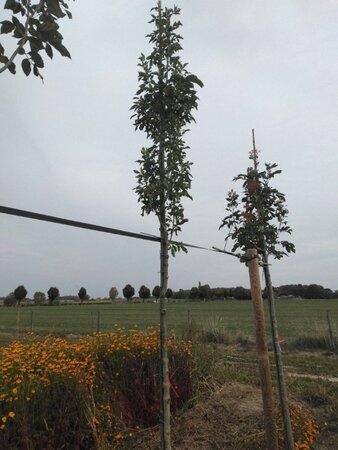 Fraxinus o. Obelisk 10-12 Hoogstam wortelgoed