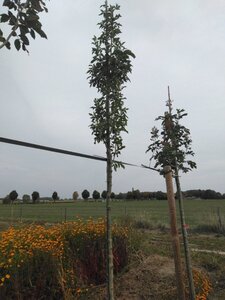Fraxinus o. Obelisk 10-12 Hoogstam wortelgoed