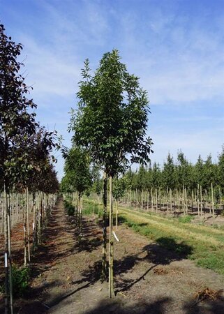 Fraxinus o. Obelisk 12-14 Hoogstam draadkluit 2 X verplant