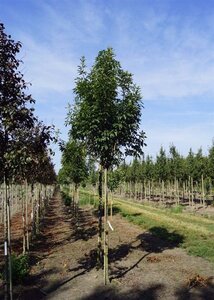 Fraxinus o. Obelisk 12-14 Hoogstam draadkluit 2 X verplant